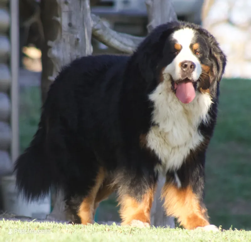 Wandering pines  – Bernese Mountain Dog puppy for sale in Winigan, MO