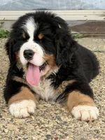 Heath , a male Bernese Mountain Dog for sale in Winigan, MO – 3 of 3