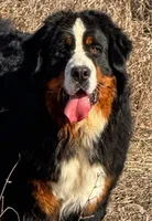 Venture West , a male Bernese Mountain Dog for sale in Winigan, MO – 6 of 8