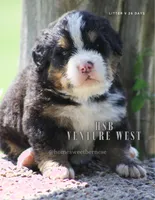 Venture West , a male Bernese Mountain Dog for sale in Winigan, MO – 8 of 8