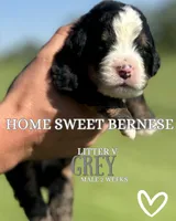 Vintage Smoke, a male Bernese Mountain Dog for sale in Winigan, MO – 7 of 7