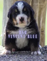 Vincent Blue , a male Bernese Mountain Dog for sale in Winigan, MO – 1 of 4
