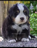 Valentino Gold , a male Bernese Mountain Dog for sale in Winigan, MO – 5 of 6