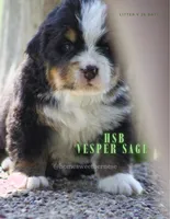 Vesper Sage , a male Bernese Mountain Dog for sale in Winigan, MO – 1 of 6