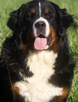 Thunder , a male Bernese Mountain Dog for sale in Winigan, MO – 3 of 8