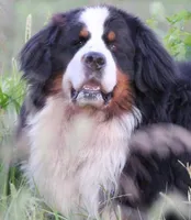 Wildflowers on the moon , a female Bernese Mountain Dog for sale in Winigan, MO – 3 of 6