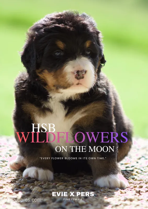 Wildflowers on the moon  – Bernese Mountain Dog puppy for sale in Winigan, MO