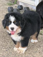 Creed , a male Bernese Mountain Dog for sale in Winigan, MO – 5 of 5