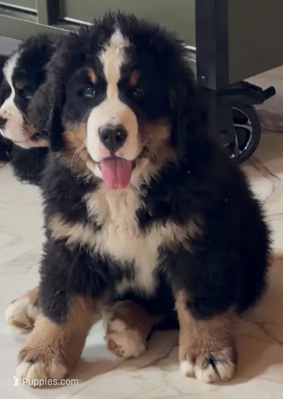 Vintage Smoke – Bernese Mountain Dog puppy for sale in Winigan, MO