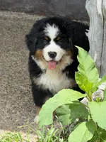 Creed , a male Bernese Mountain Dog for sale in Winigan, MO – 2 of 5