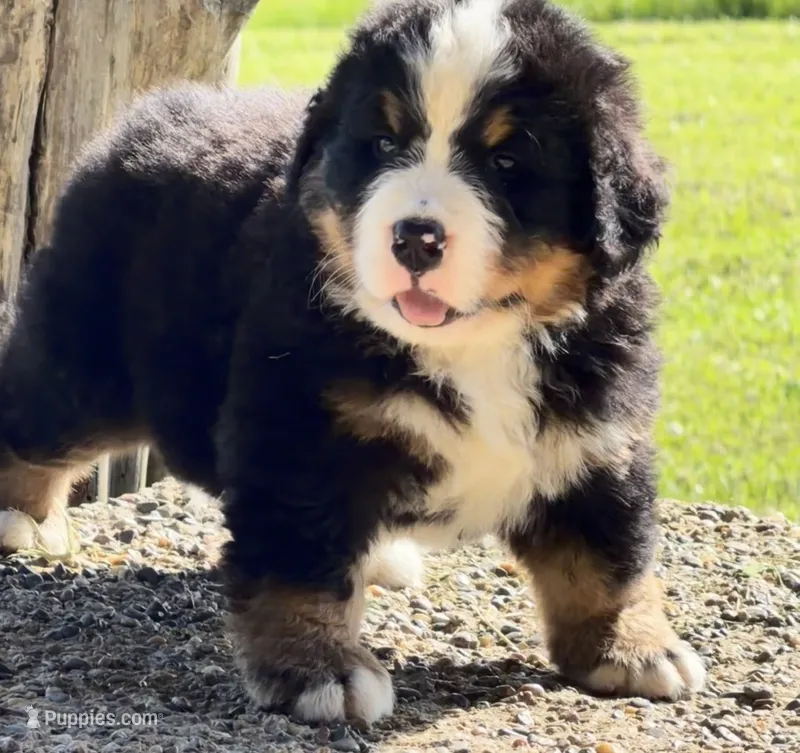 Vintage Smoke – Bernese Mountain Dog puppy for sale in Winigan, MO