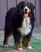 Thunder , a male Bernese Mountain Dog for sale in Winigan, MO – 5 of 8
