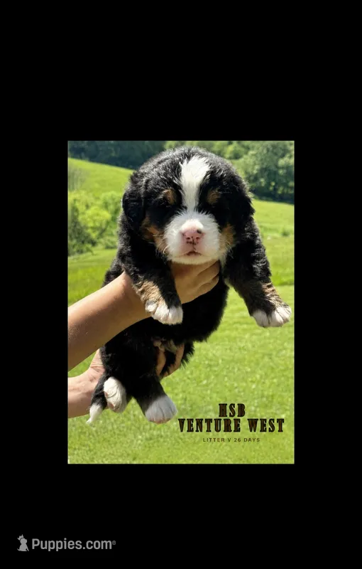 Venture West  – Bernese Mountain Dog puppy for sale in Winigan, MO
