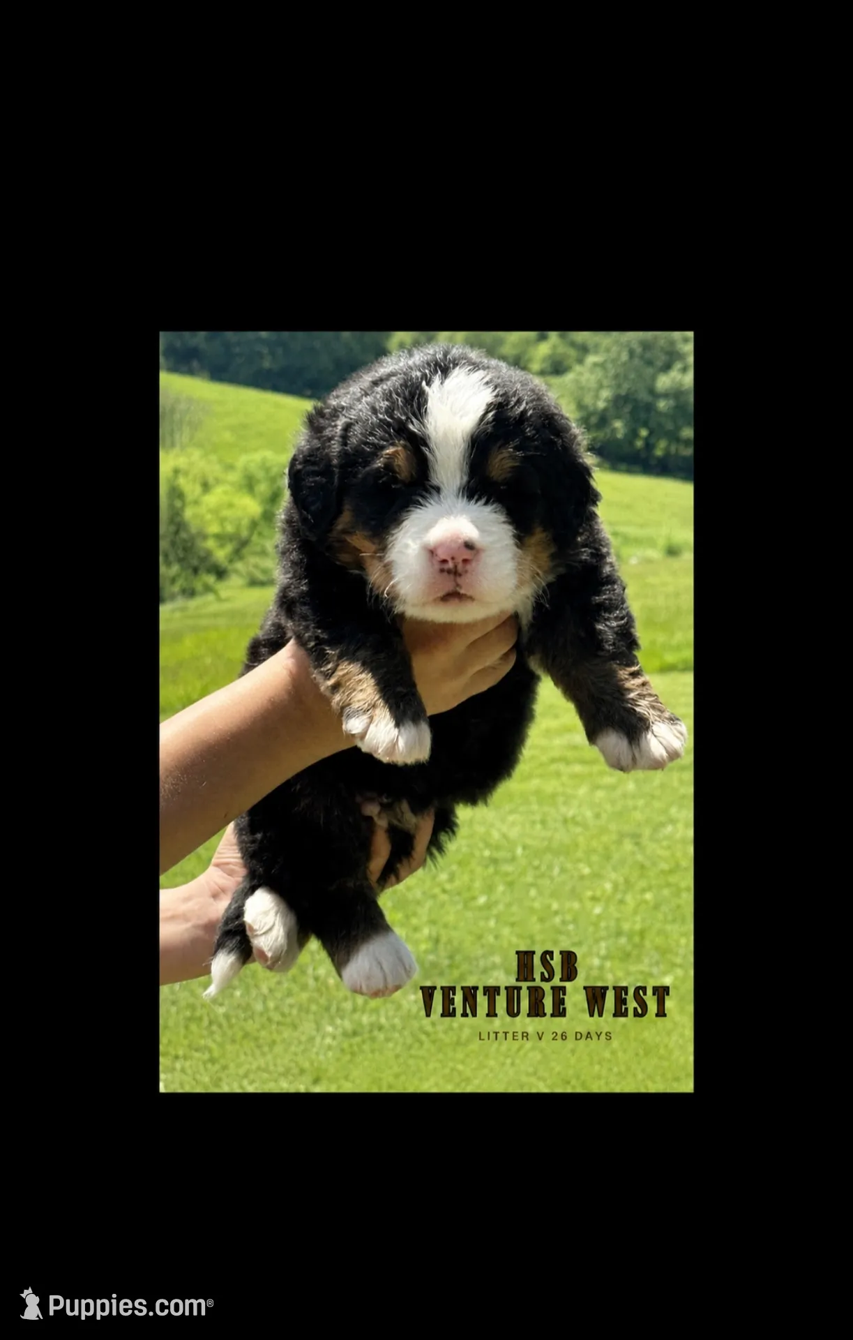 Venture West , a male Bernese Mountain Dog for sale in Winigan, MO – 1 of 8