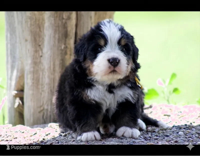 Valentino Gold  – Bernese Mountain Dog puppy for sale in Winigan, MO