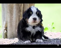 Valentino Gold , a male Bernese Mountain Dog for sale in Winigan, MO – 1 of 6