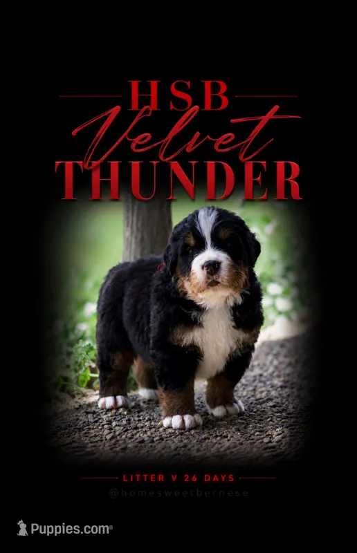 Thunder  – Bernese Mountain Dog puppy for sale in Winigan, MO