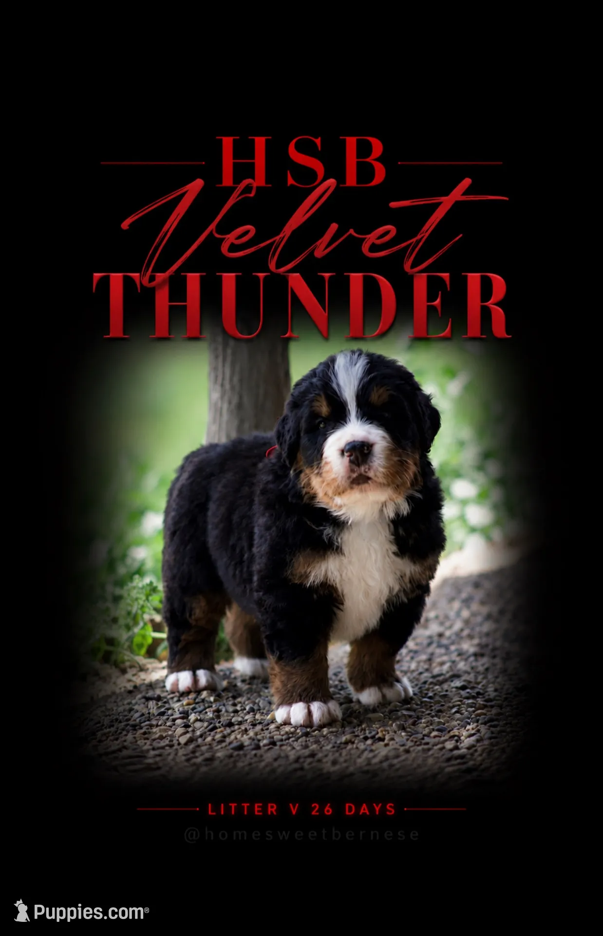 Thunder , a male Bernese Mountain Dog for sale in Winigan, MO – 1 of 8