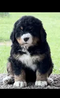 Wildflowers on the moon , a female Bernese Mountain Dog for sale in Winigan, MO – 6 of 6