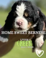 Vesper Sage , a male Bernese Mountain Dog for sale in Winigan, MO – 2 of 6