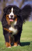 Vesper Sage , a male Bernese Mountain Dog for sale in Winigan, MO – 3 of 6