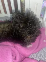 sushi, a female Poodle - Toy  for sale in High Point, NC – 2 of 4