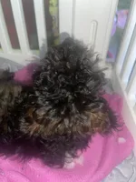 sushi, a female Poodle - Toy  for sale in High Point, NC – 3 of 4