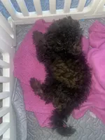 sushi, a female Poodle - Toy  for sale in High Point, NC – 4 of 4