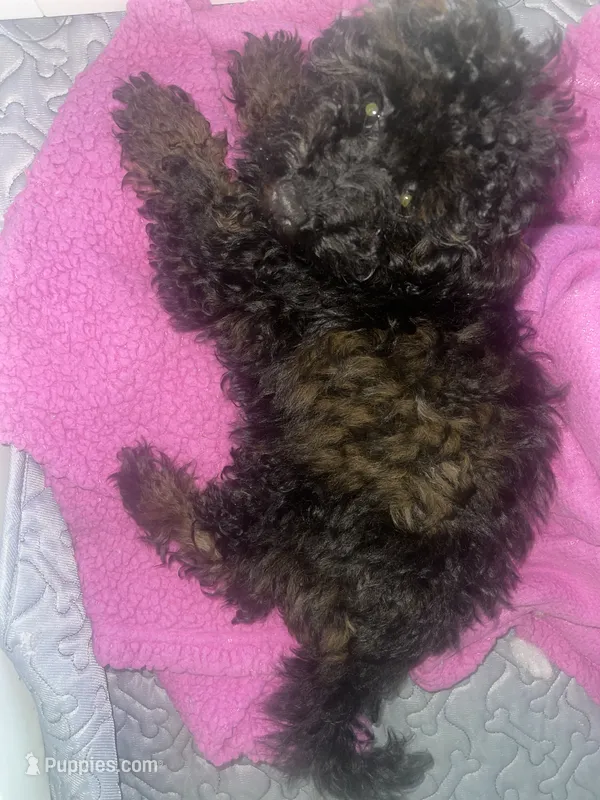 sushi – Poodle - Toy  puppy for sale in High Point, NC