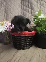 Daisy, a female Yorkshire Terrier for sale in Sullivan, OH – Photo 2 of 4