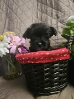 Daisy, a female Yorkshire Terrier for sale in Sullivan, OH – Photo 1 of 4