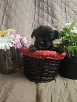 Daisy, a female Yorkshire Terrier for sale in Sullivan, OH – Photo 4 of 4