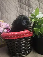 Daisy, a female Yorkshire Terrier for sale in Sullivan, OH – Photo 3 of 4