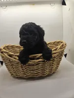 Sassy, a male Poodle - Toy  for sale in Sullivan, OH – Photo 2 of 4