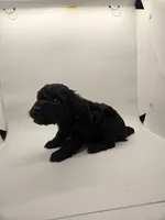 Sassy, a male Poodle - Toy  for sale in Sullivan, OH – Photo 1 of 4