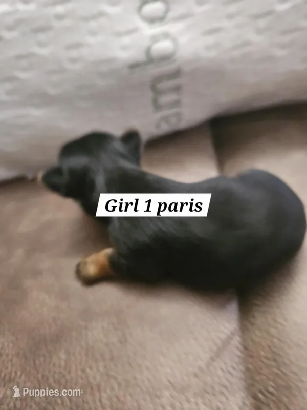 Lyla, a female Yorkshire Terrier for sale in Sullivan, OH – Photo 1 of 4