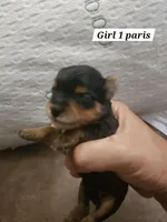 Lyla, a female Yorkshire Terrier for sale in Sullivan, OH – Photo 3 of 4