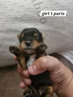 Lyla, a female Yorkshire Terrier for sale in Sullivan, OH – Photo 2 of 4