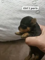 Lyla, a female Yorkshire Terrier for sale in Sullivan, OH – Photo 4 of 4