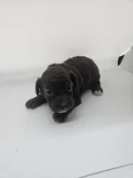 Chelsea, a female Poodle - Toy  for sale in Sullivan, OH – Photo 3 of 4