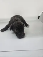 Chelsea, a female Poodle - Toy  for sale in Sullivan, OH – Photo 4 of 4