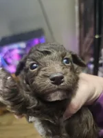 Chelsea, a female Poodle - Toy  for sale in Sullivan, OH – Photo 1 of 4