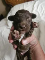 Chelsea, a female Poodle - Toy  for sale in Sullivan, OH – Photo 2 of 4