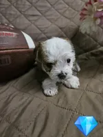 Teddy, a male Yorkshire Terrier for sale in Sullivan, OH – Photo 3 of 3