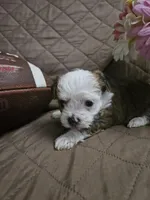 Teddy, a male Yorkshire Terrier for sale in Sullivan, OH – Photo 1 of 3