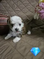 Teddy, a male Yorkshire Terrier for sale in Sullivan, OH – Photo 2 of 3