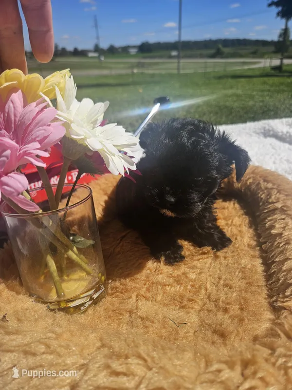 Lizzy, a female Yorkshire Terrier for sale in Sullivan, OH – Photo 1 of 3