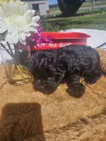 Lizzy, a female Yorkshire Terrier for sale in Sullivan, OH – Photo 3 of 3