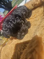 Lizzy, a female Yorkshire Terrier for sale in Sullivan, OH – Photo 2 of 3