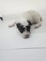 Betty, a female Poodle - Toy  for sale in Sullivan, OH – Photo 3 of 3